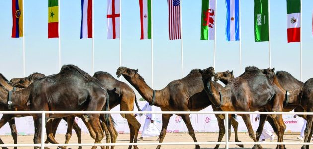 في ثاني أيام البطولة بميدان لبصير … إثارة كبيرة بمزاين كأس العالم