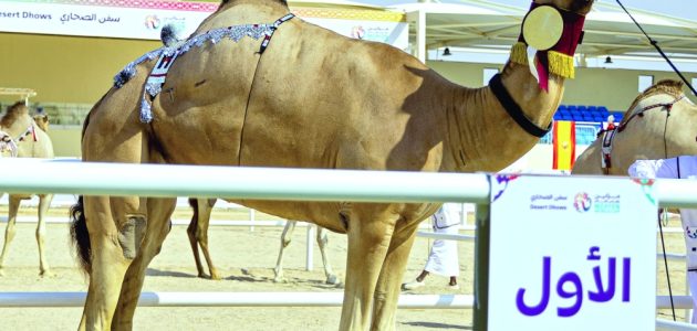 بن طوار الكواري يتوج بكأس العالم للجل… ختام مميز لبطولة كأس العالم للمزاين