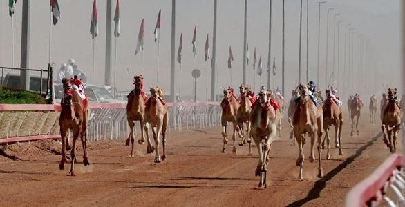 مهرجان محمد بن زايد للهجن ينطلق في الأول من يناير