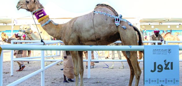 عزبة الكواري الذهبية تحصد شوط النخبة